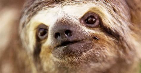 Symptoms Of Oropouche Virus Sloth Fever Include Nausea And Vomiting