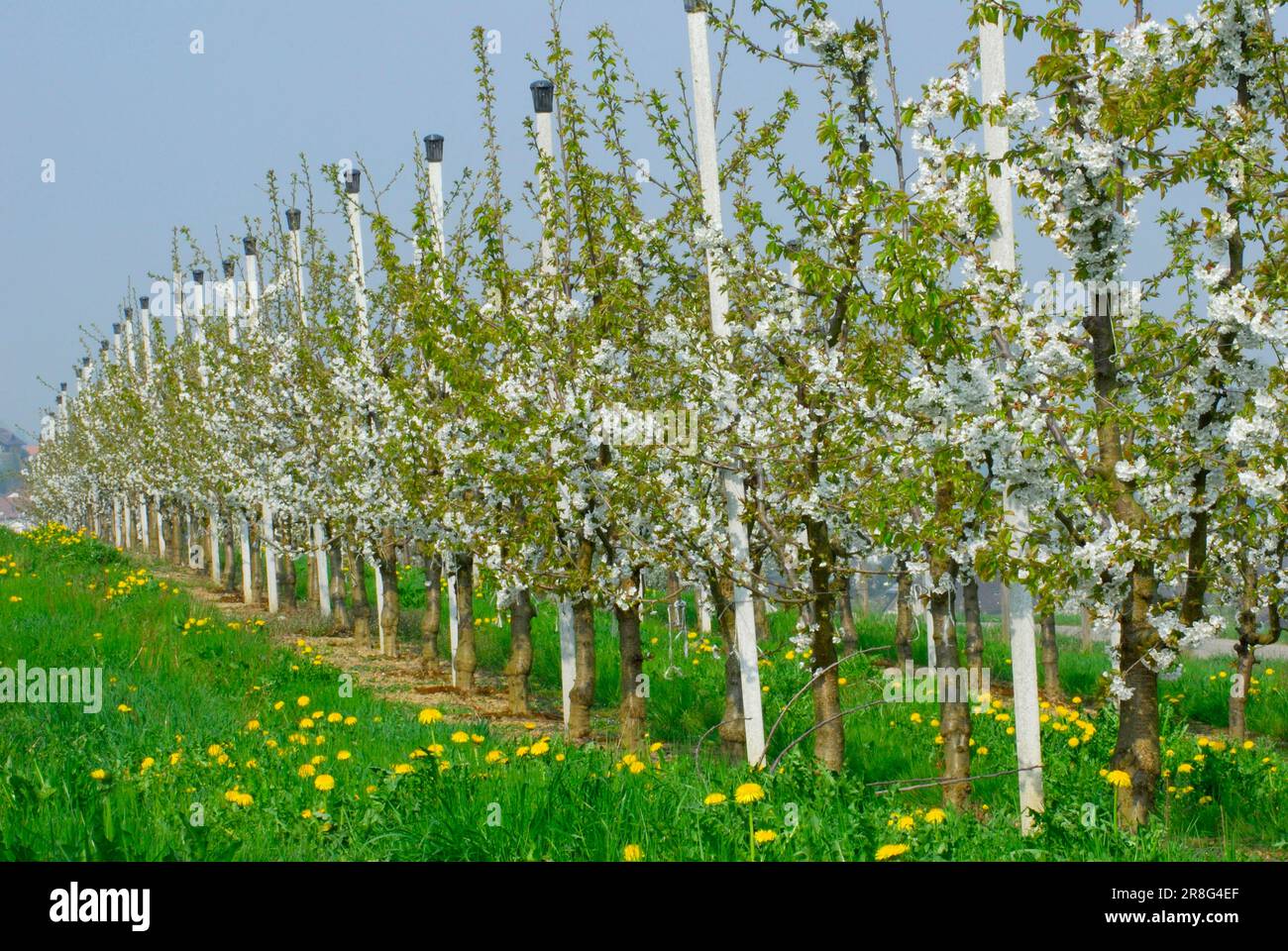 Tasty Home Grown Pears In Less Time In 2024 Espalier Fruit Trees