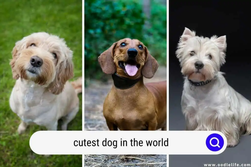 The Cutest Dog In The World According To Instagram Usrs Daily Mail Online