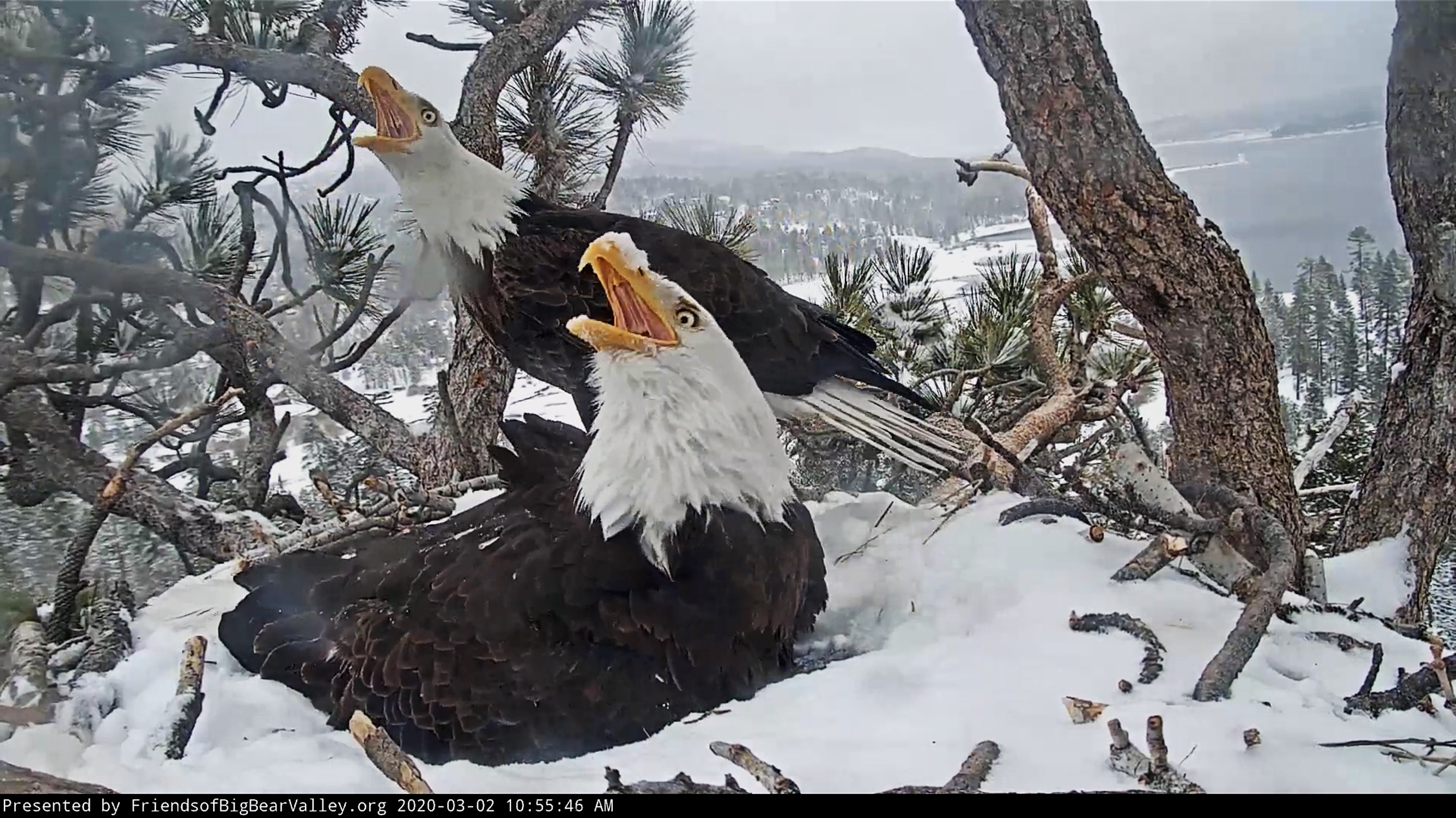 The Famous Bald Eagle Nest Live Cam Is Back And We Have 2 Baby Eaglets