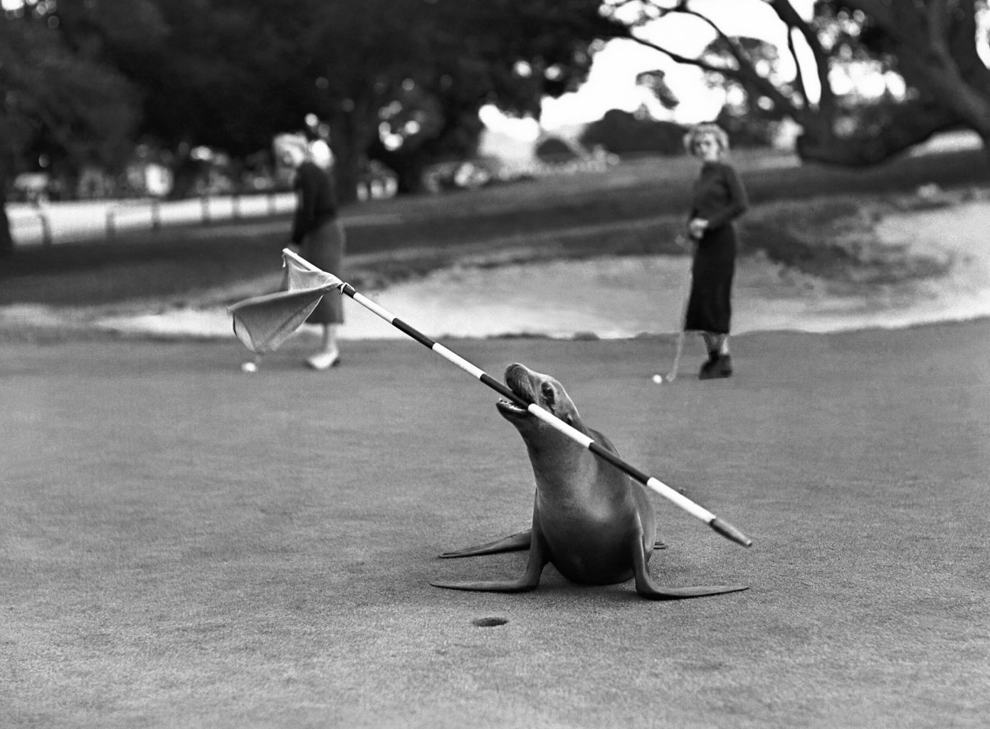 The Hay Pebble Beach