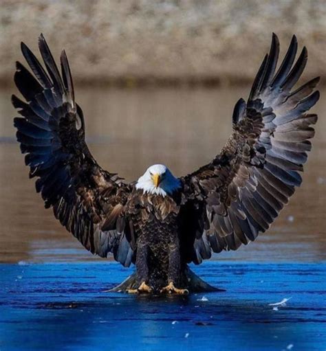 The Mighty Eagles A Collection Of Stunning Pictures Of These Majestic