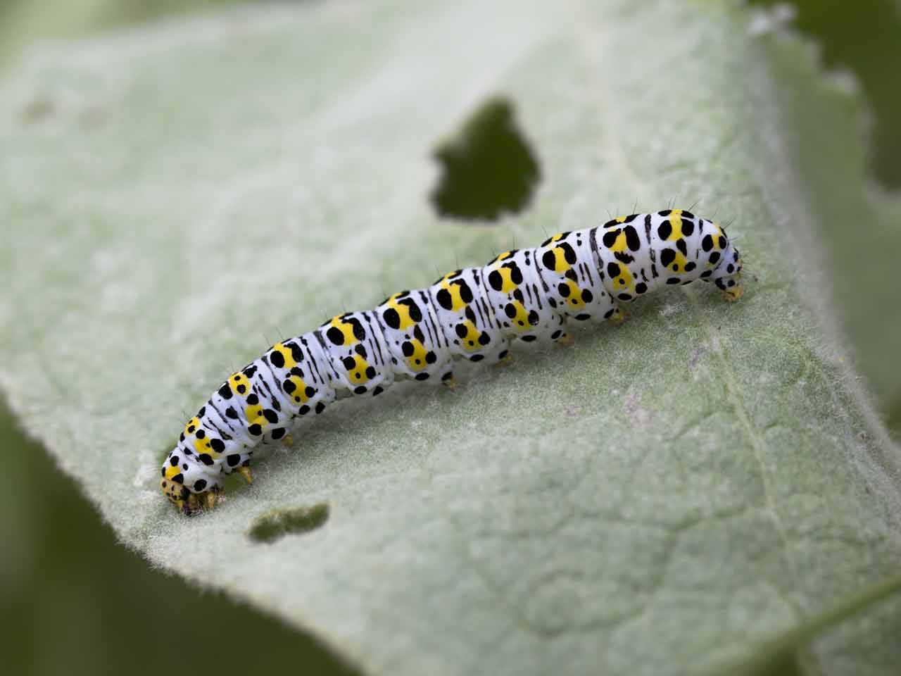 The Mullein Moth And Caterpillar Cucullia Verbasci Wildlife Insight