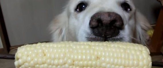 The Proper Etiquette For Eating Corn On The Cob As Shown By A Dog