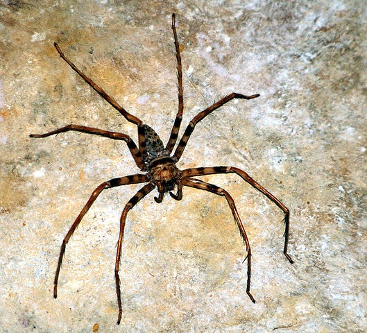 The Real Stories Behind The World S Largest Spiders Giant Huntsman