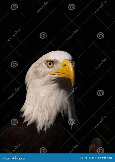 The Sharpness Of The White Headed Eagle X27 S Eyes Stock Photo Image