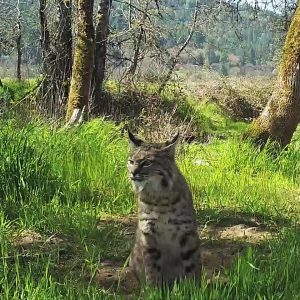 The Ubiquitous Bobcat Images