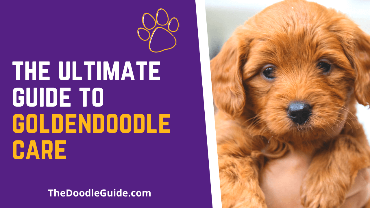 The Ultimate Guide To Doodle Care Healthybud