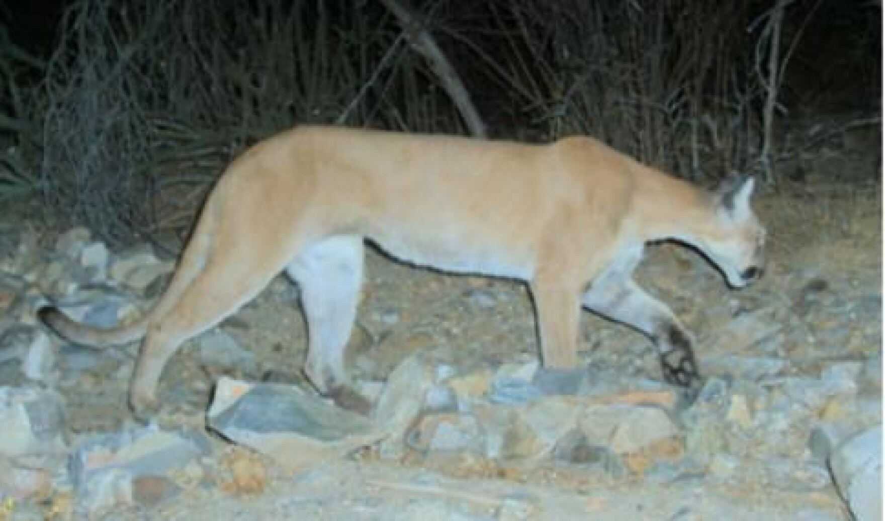 Think You Saw A Mountain Lion In N H New Hampshire Public Radio