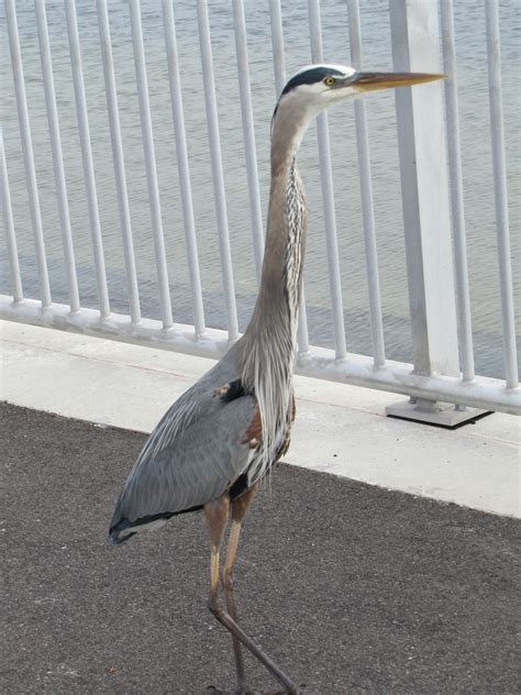 To Behold The Beauty Florida