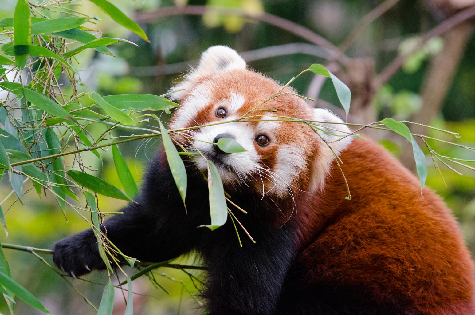 Top 10 Interesting Facts About Red Panda Red Panda Facts For Kids