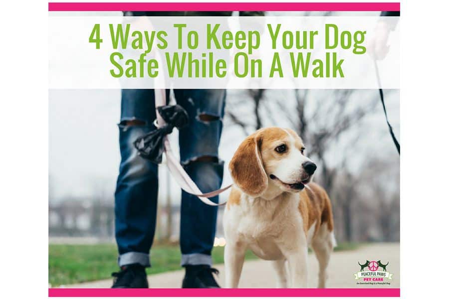 Top 4 Ways To Keep Your Dog Safe When On A Walk Peaceful Paws Pet Care