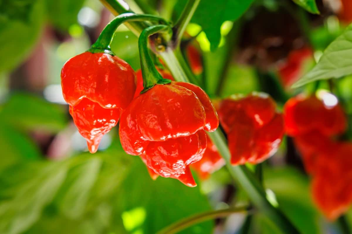 Trinidad Scorpion Pepper Scoville