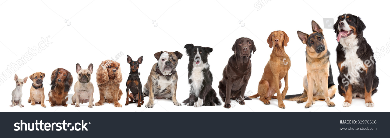 Twelve Dogs In A Row From Small To Large On A White Background Stock