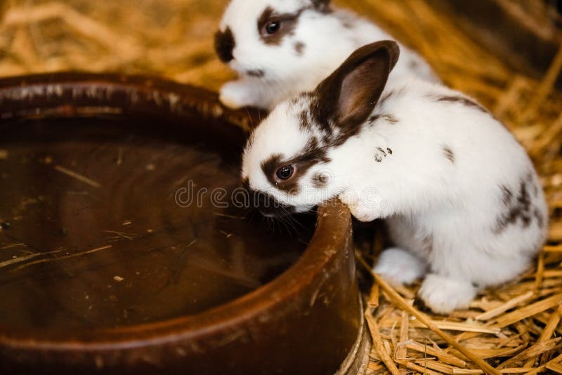 Two White Rabbits Drinking Water From Baked Clay Disc Selective Focus