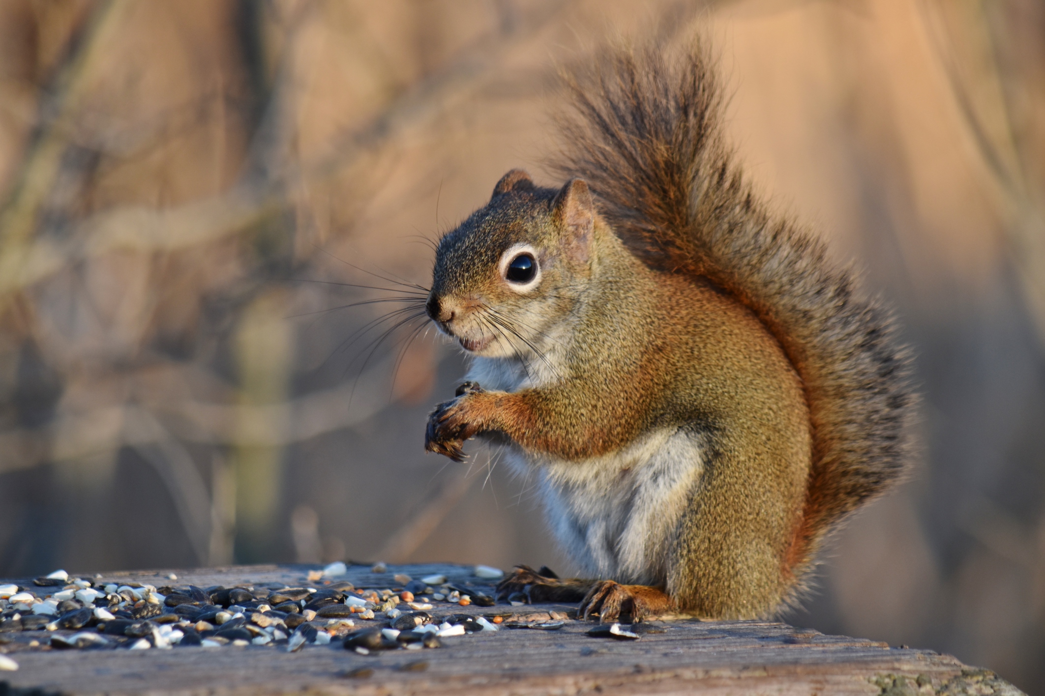 Ultimate Guide: 5 Steps To Own A Squirrel Today