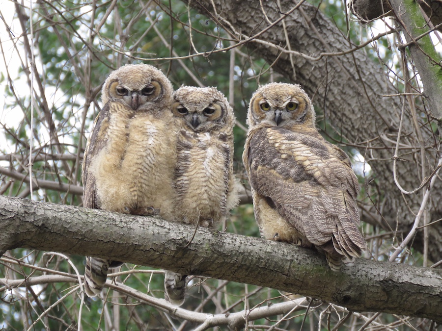 Ultimate Guide: 5 Superb Owl Sunday Recipes To Try Now