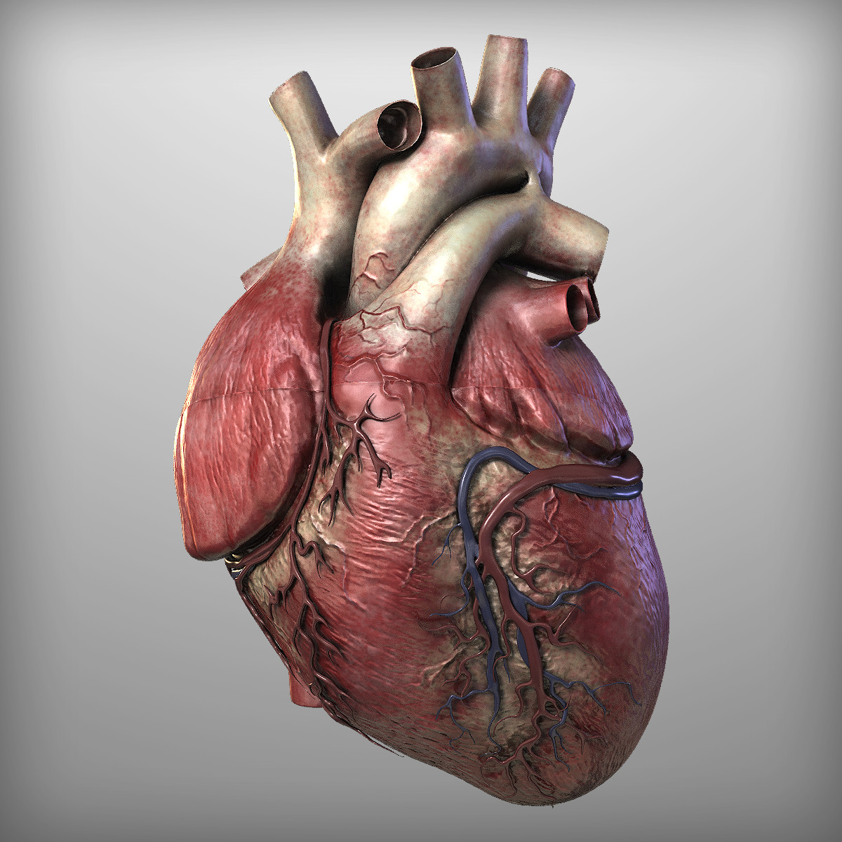 Ultimate Guide: 7 Ways To Design A Real Human Heart