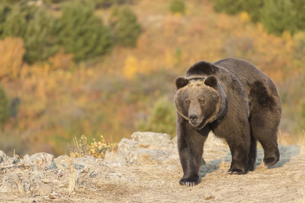 Ultimate Guide: The Largest Grizzly Bear Ever!