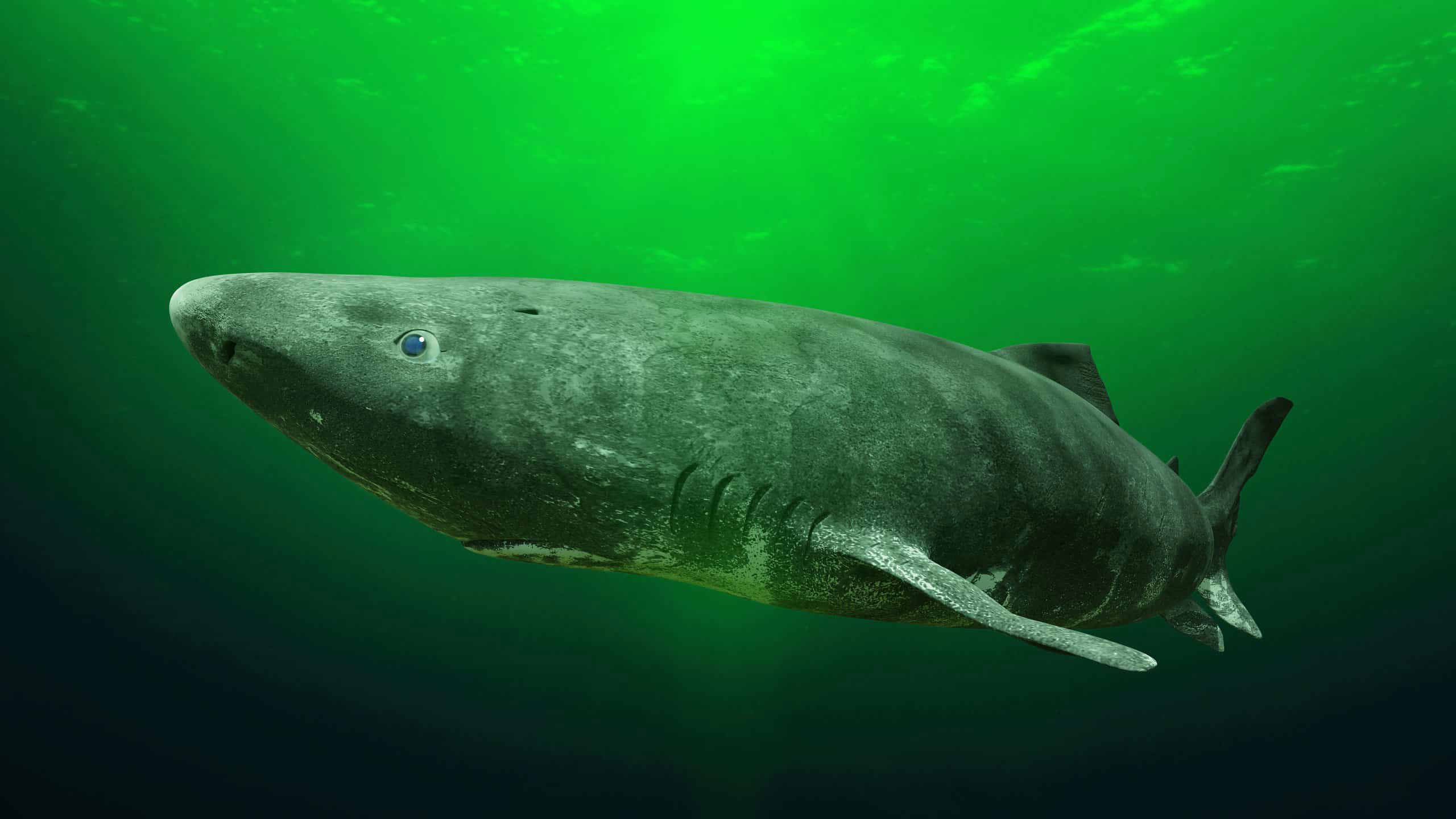 Ultimate Guide To The Oldest Living Creatures