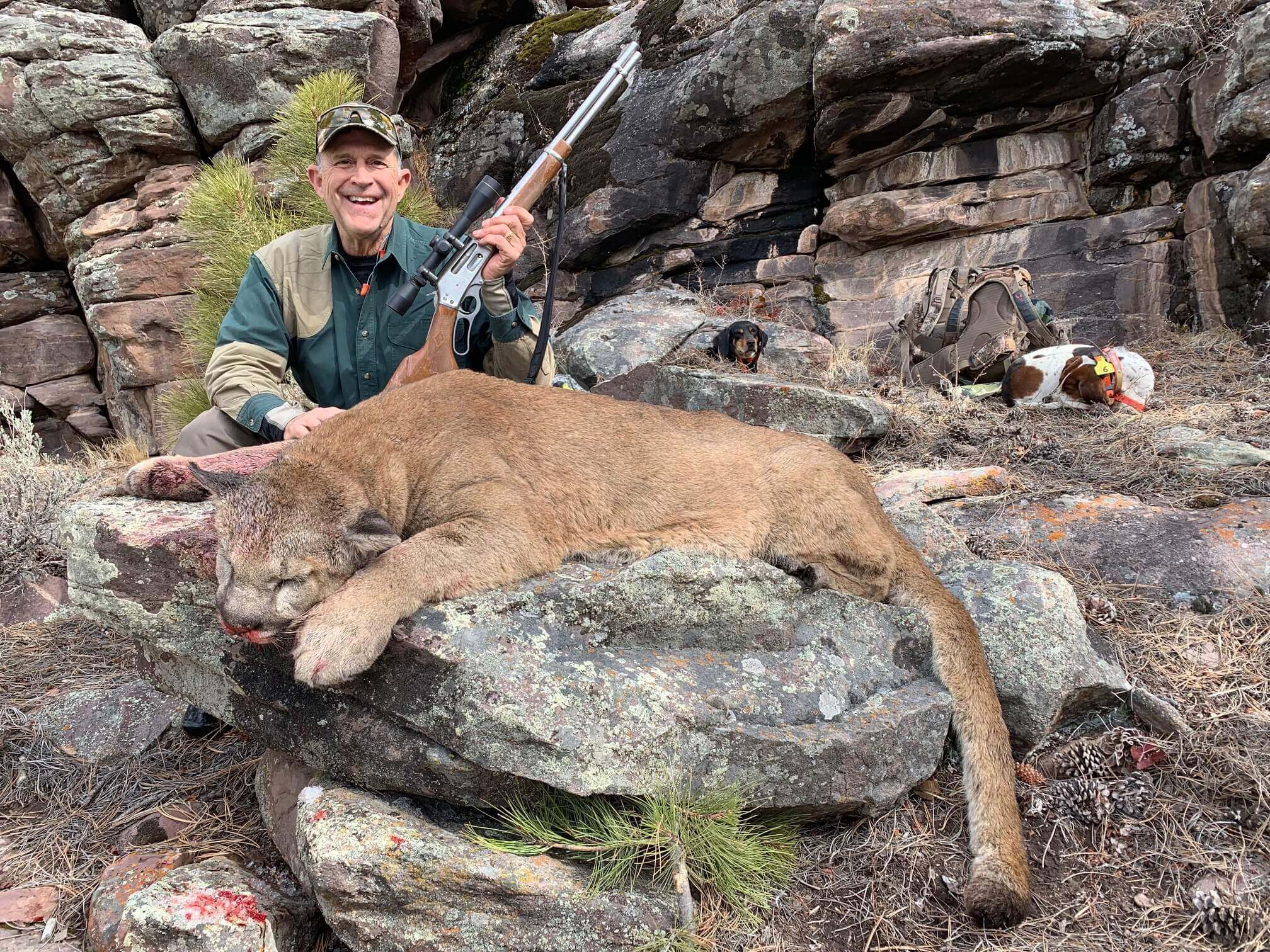 Utah High Quality Mountain Lion Hunt Huntin Fool