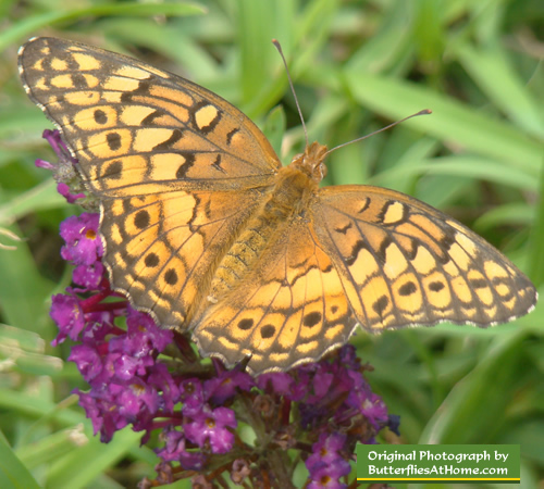 Variegated Fritillary Butterfly Photos Facts Size Host Plants