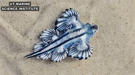 Venomous Blue Dragons Wash On Shore Along Texas Beaches Fox Weather