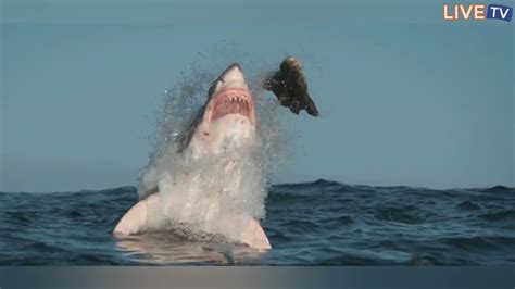 Video Footage May Reveal The Largest Great White Shark Ever Caught On