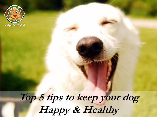 Ways To Keep Your Dog Happy And Healthy Expert Tips For Canine Care