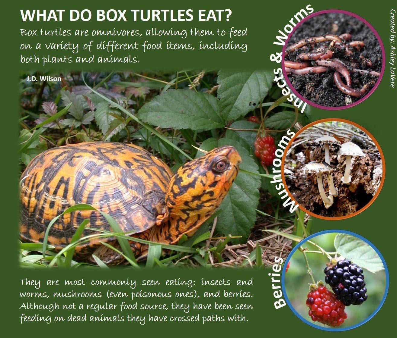 What Do Box Turtles Eat Eastern Box Turtle Box Turtle Turtle