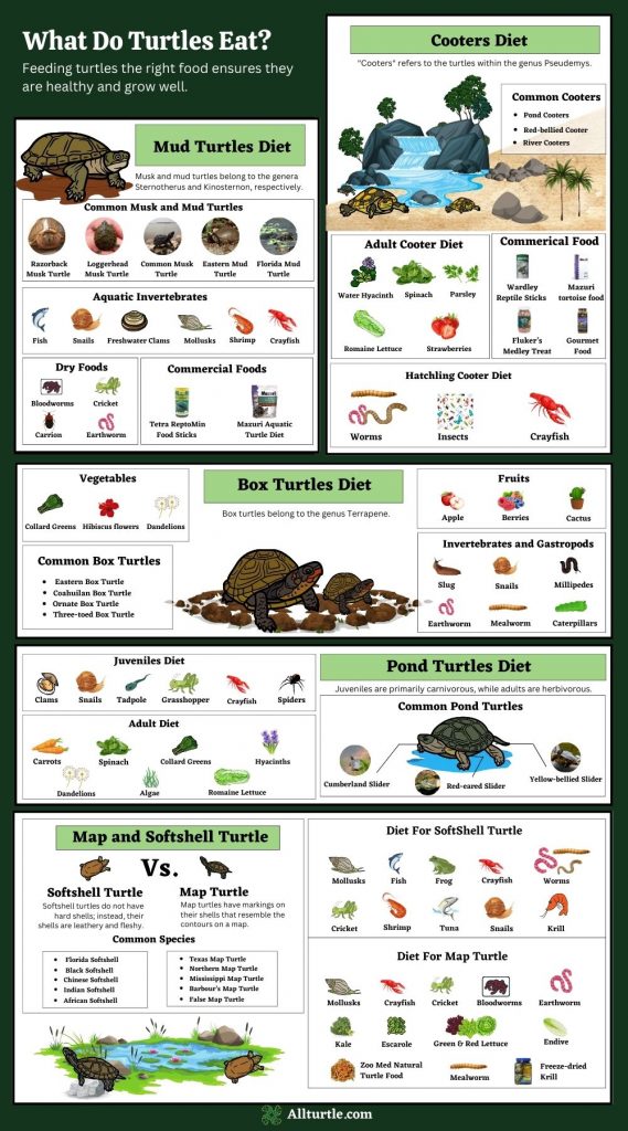 What Do Turtles Eat A Complete 2022 Guide All Turtles