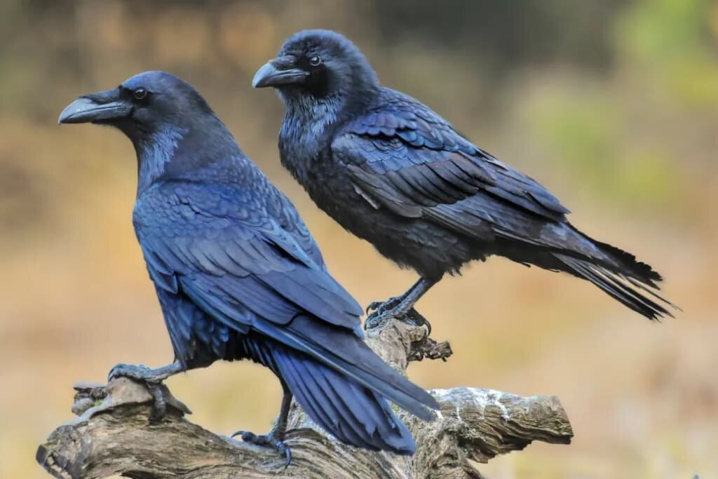 What Is A Group Of Ravens Called Shorts Ravens Shortsfeed Birds