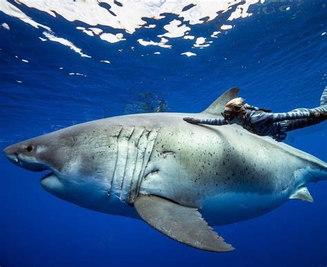 What Is The Biggest Great White Shark Ever Recorded Online Field Guide