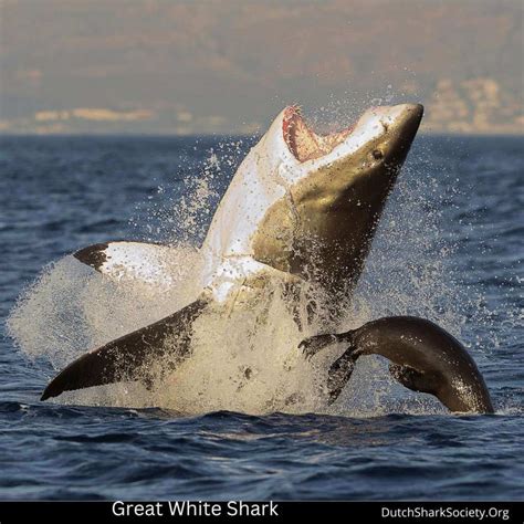 What Is The Largest Great White Shark Ever Recorded Dutch Shark Society