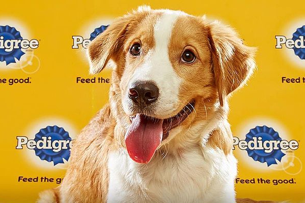 What Time Does The Puppy Bowl Start Chicago Bears Paws Sponsors Watch