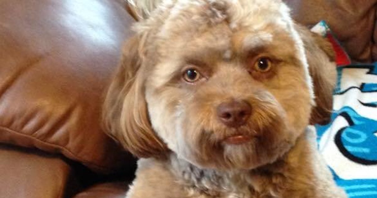 Why This Viral Dog S Face Looks Human According To Science