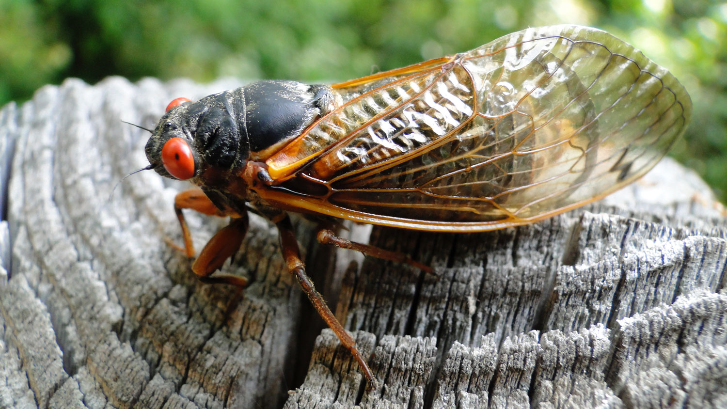 Will Cicadas Come Out In 2025 Jeffrey Hargrove