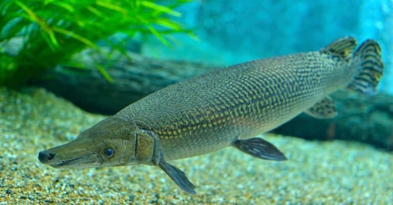 World Record Alligator Gar