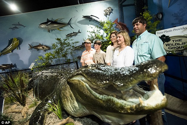 World S Biggest American Alligator Caught By Alabama Family Goes On