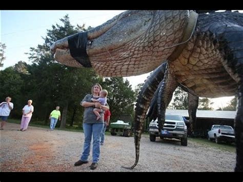 World S Largest Alligator Ever Caught By Family Sets World Record Youtube