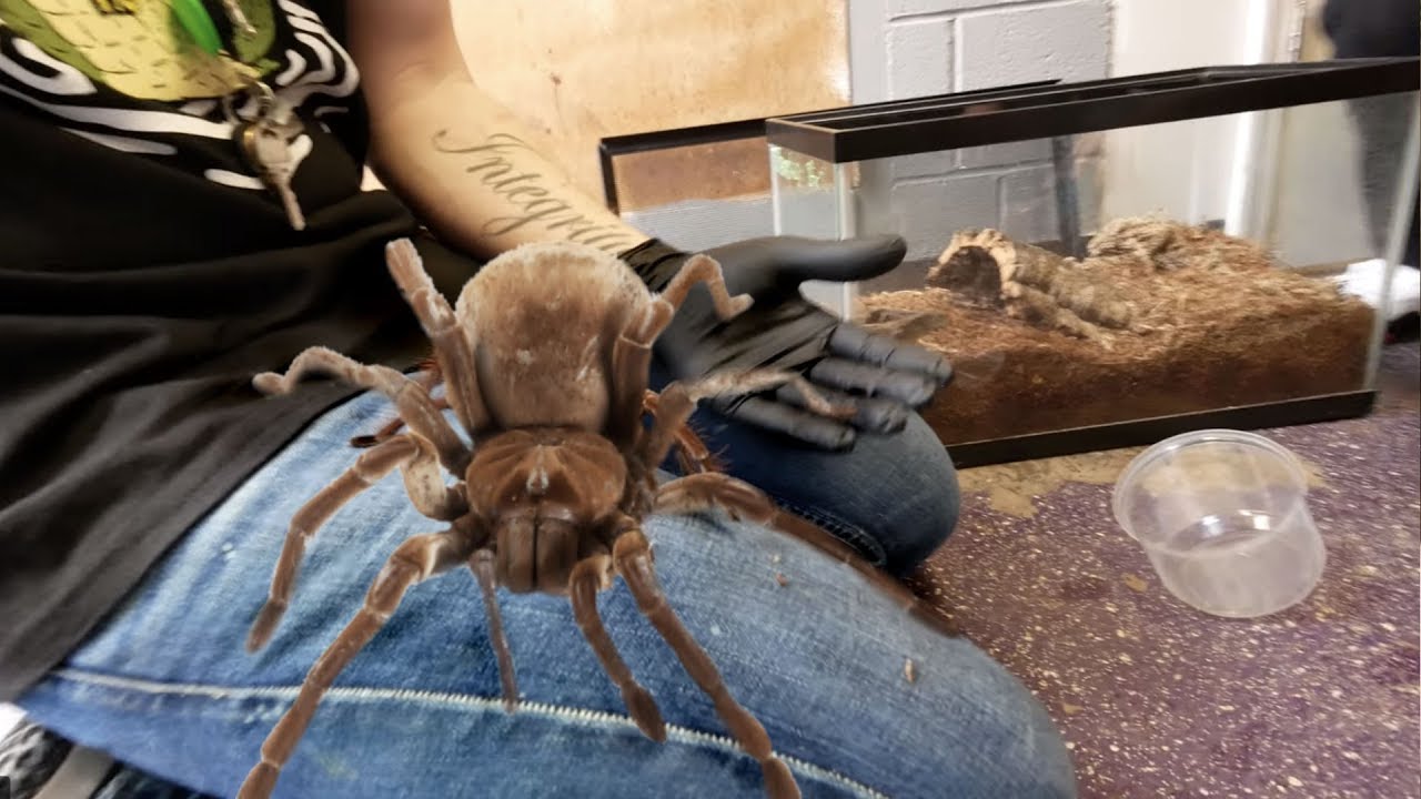 Worlds Biggest Spider