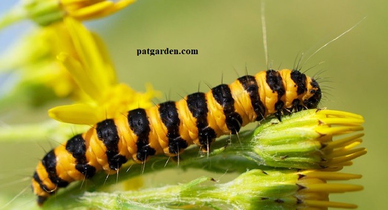 Yellow And Black Banded Caterpillar