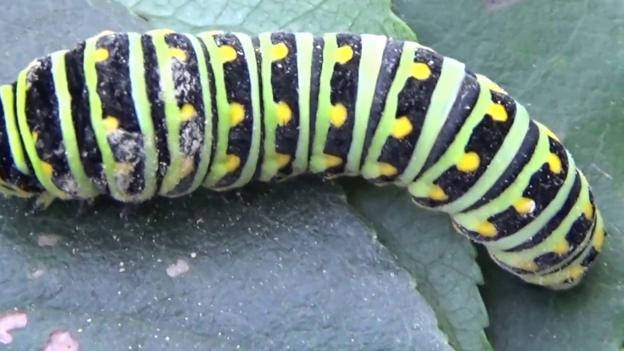 Yellow And Black Caterpillar