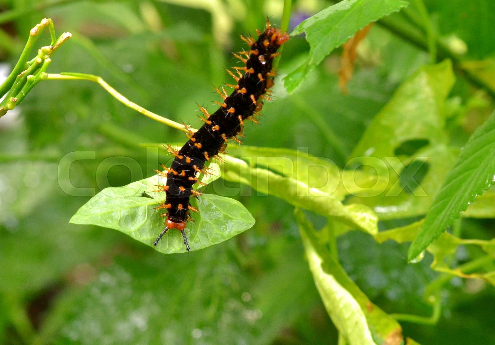 Yellow Caterpillar With Black Spikes