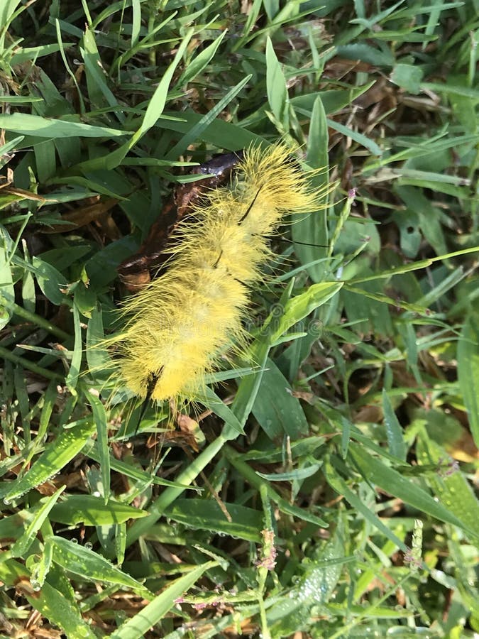 Yellow Caterpillar With Black Tufts Ontario Acronicta Americana