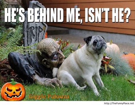 Yes Animal Captions Funny Halloween Pictures Funny Halloween Memes