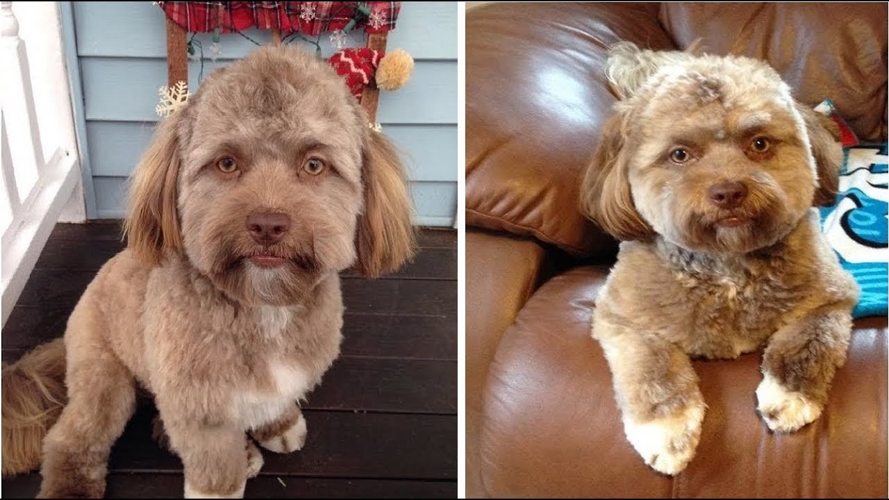 Yogi The Dog With A Human Face All You Need To Know Youtube