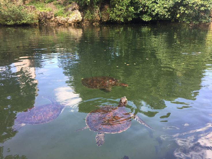 Zanzibar Sea Turtles