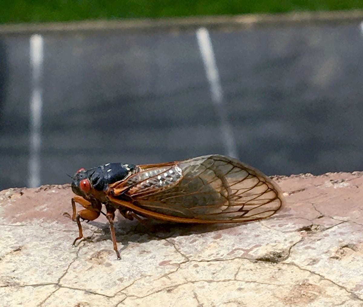 Zombie Cicadas To Emerge In Ga What To Know Across Georgia Ga Patch